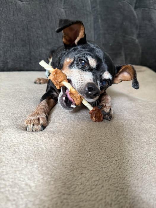 Dog relaxing at home between drop-in visits