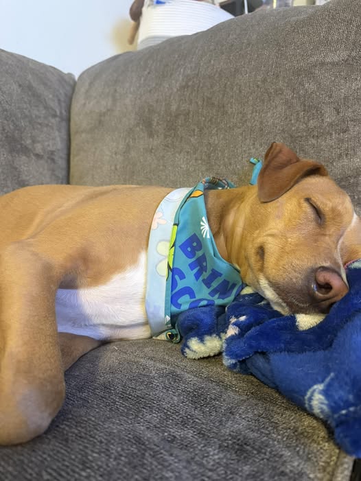 Dog settled in at home for the night