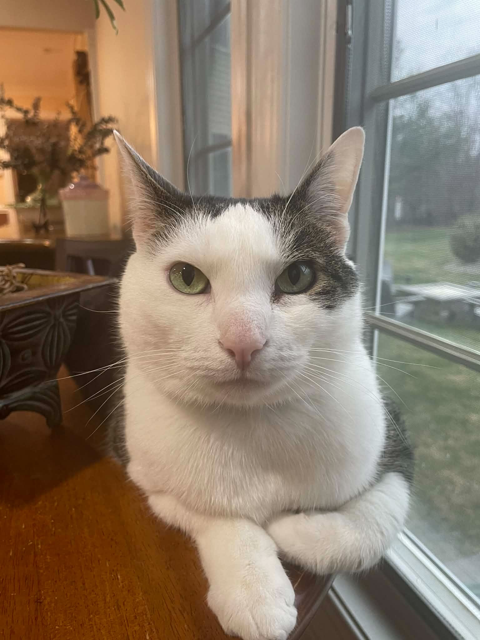 Gray and white cat relaxing in a sunny window